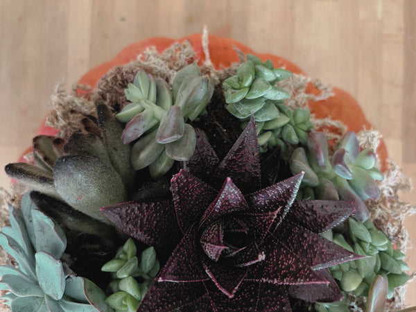 Fall Centerpiece: Succulent Pumpkin